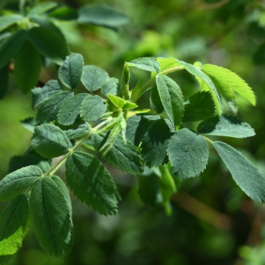 Pinnately compound leaf of California wild rose