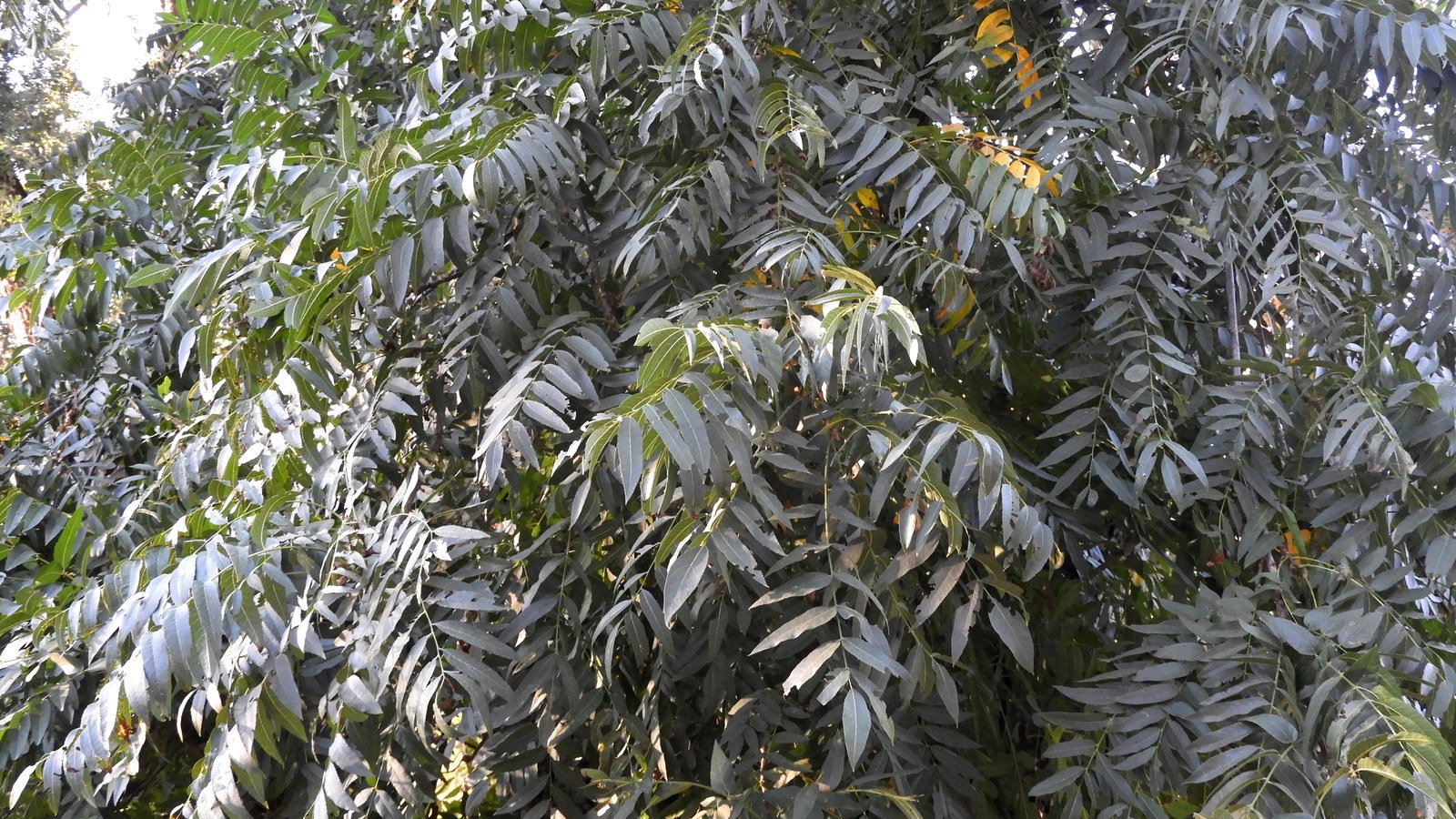 Pinnately Compound: California Black Walnut and the Throwaway Branch