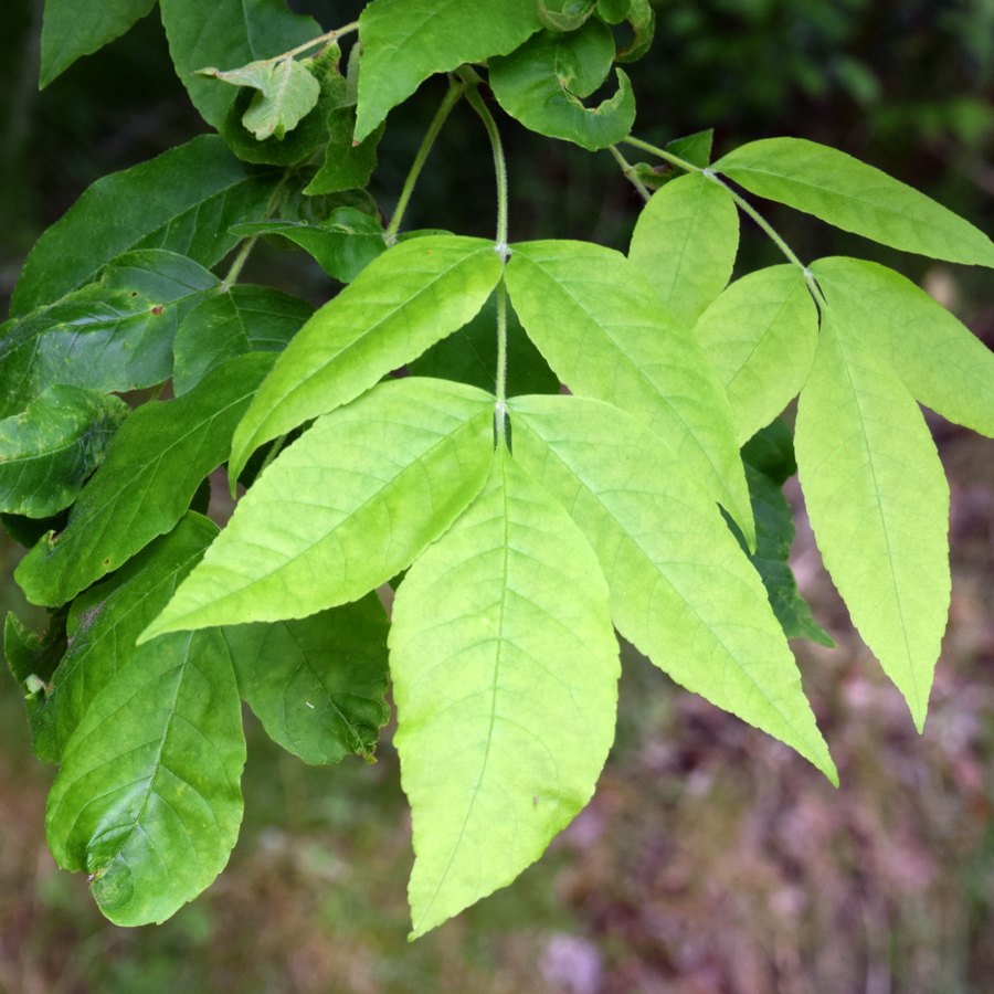 Pinnately compound leaf of Oregon ash