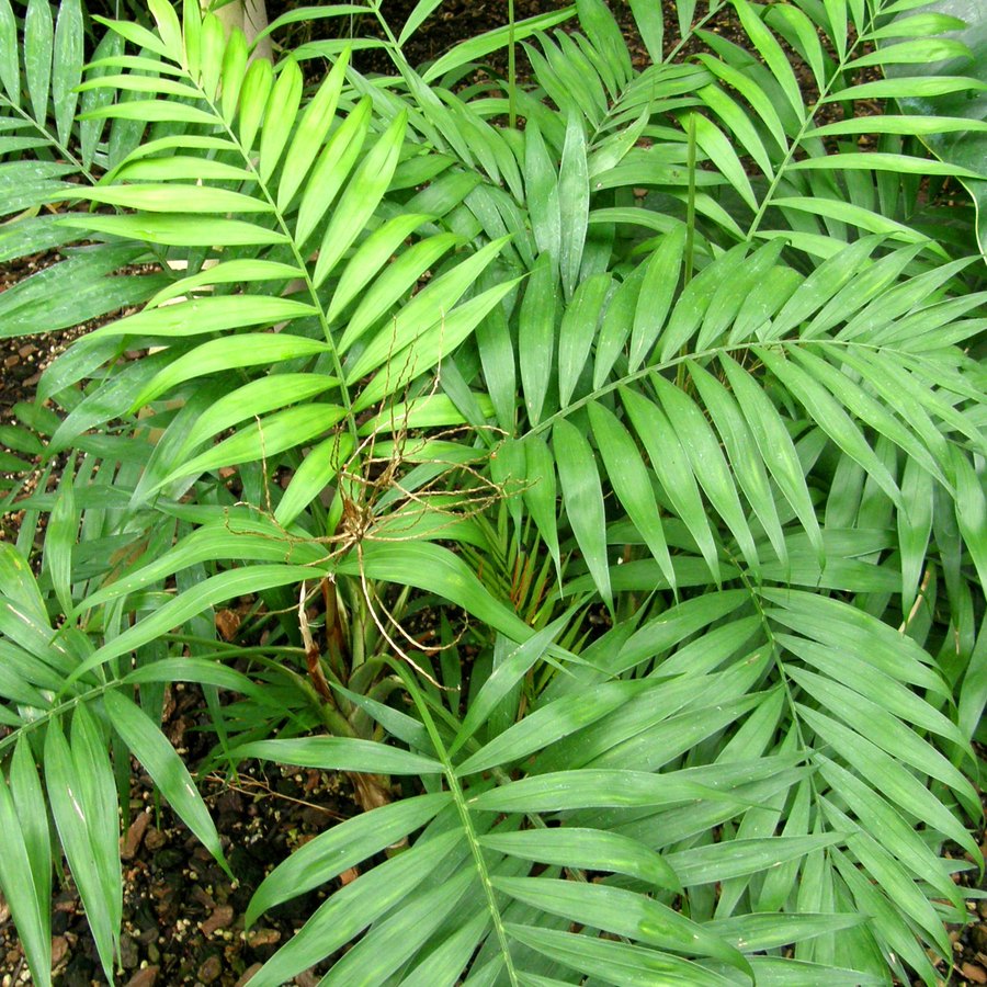 Pinnately compound frond of parlor palm