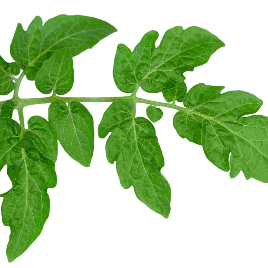 Pinnately compound leaf of tomato