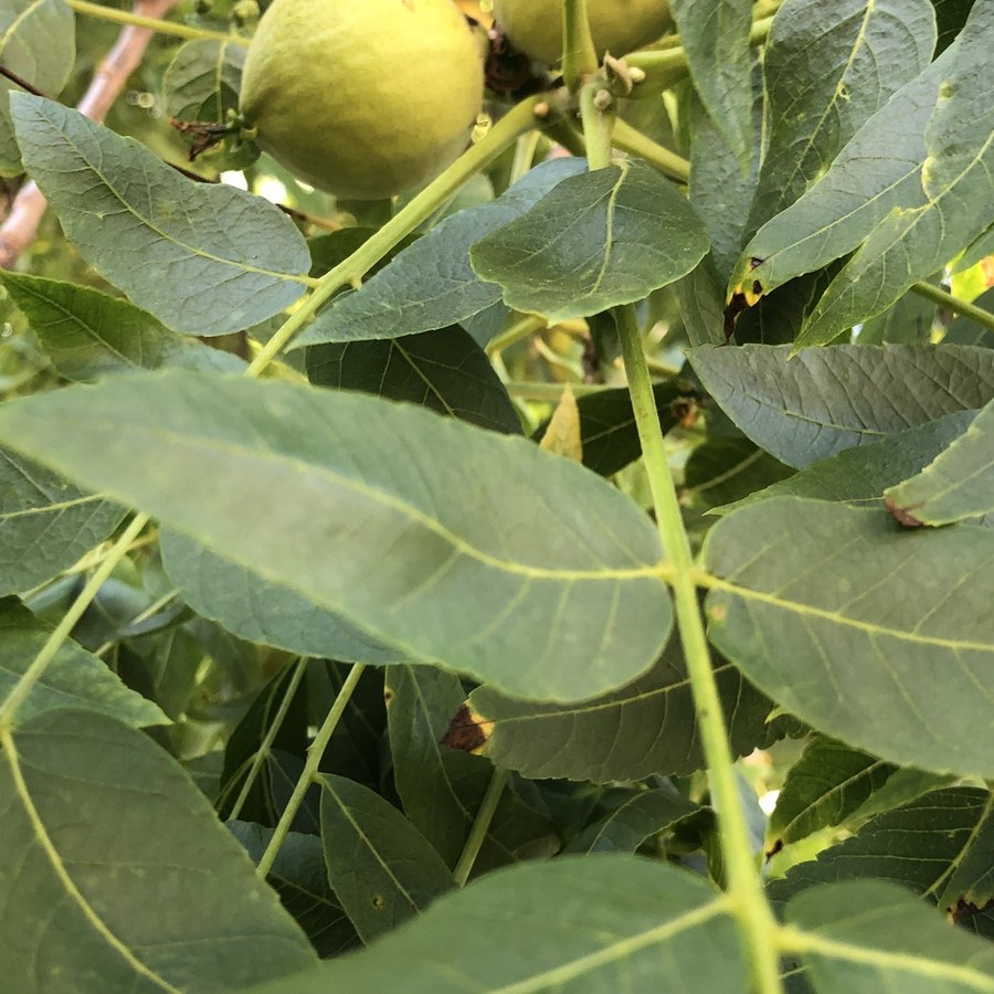 Pinnately compound leaf of Northern California black walnut (Juglans hindsii), leaflets paired along a central rachis