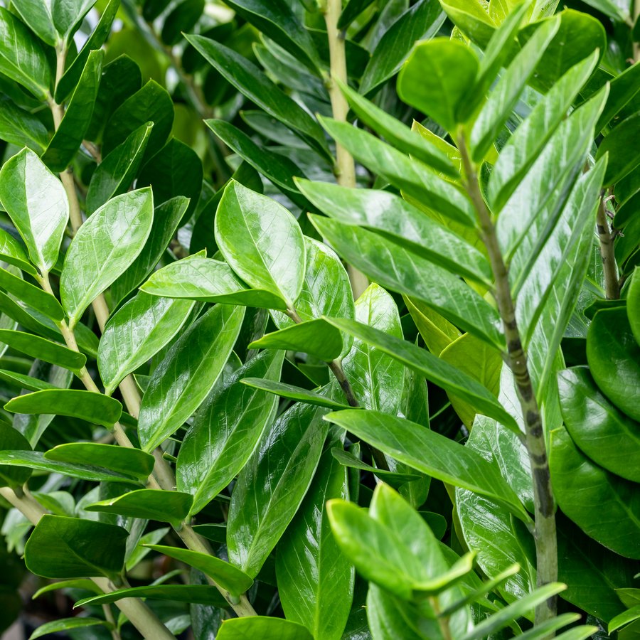 Pinnately compound leaf of ZZ plant