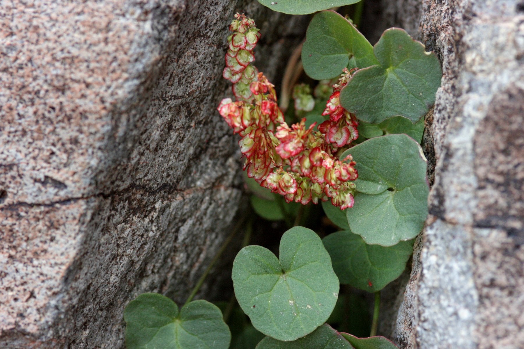 Mountain sorrel (Oxyria digyna) growing from a narrow crack between large boulders, with round, kidney-shaped green leaves on long stalks around a branched stalk of small reddish fruits