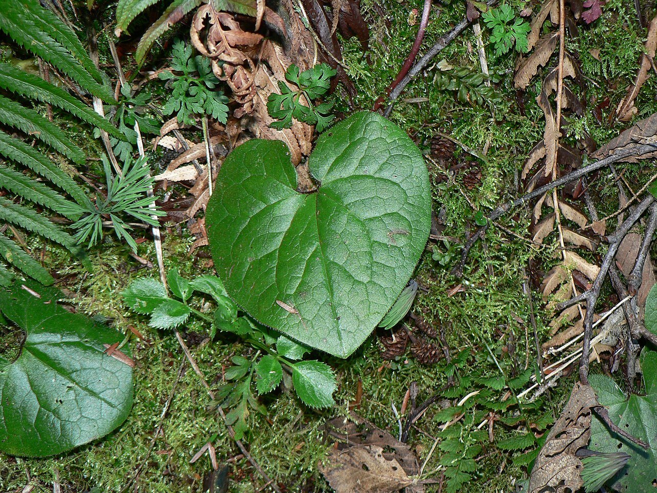 A single western wild ginger (Asarum caudatum) leaf on a mossy forest floor among ferns and twigs, a broad blade with two rounded lobes meeting in a notch where the stalk attaches