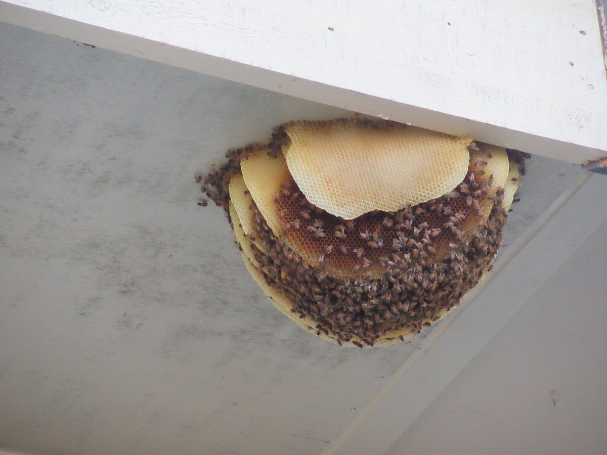 A rounded mass of pale wax comb covered in bees, hanging from the underside of a white eave against a gray wall