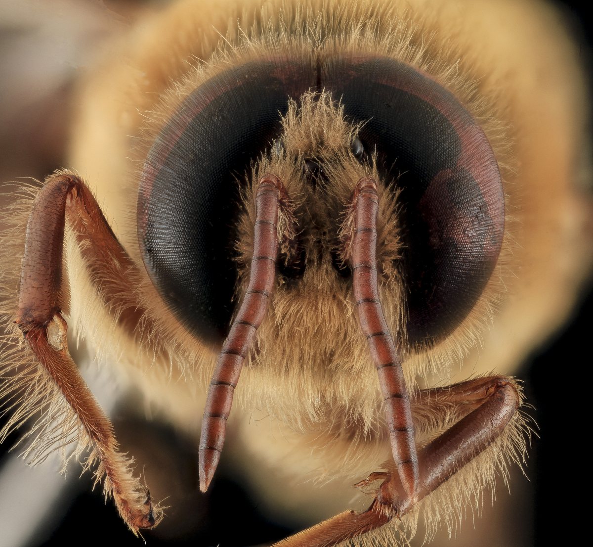 Studio close-up of a honey bee drone's face, two huge dark eyes wrapping the head and meeting at the top, a fuzzy tan face and long reddish legs in front