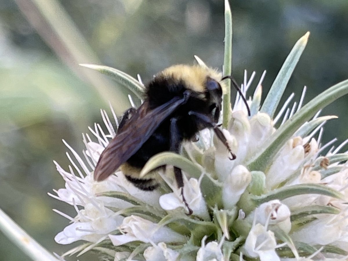 A large, round, furry black bumble bee with a yellow face and a yellow band, working a white globe of small tubular flowers
