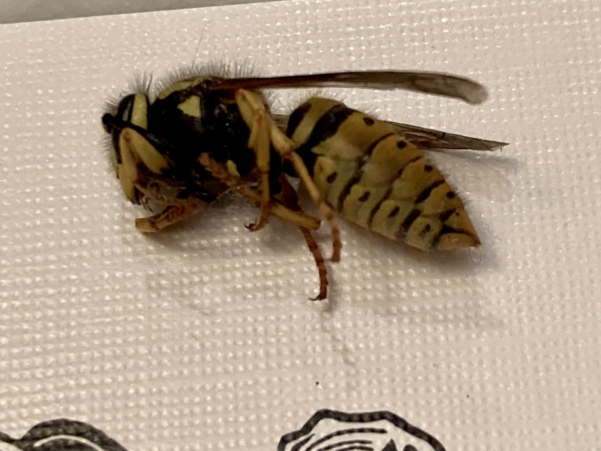 A western yellowjacket seen from the side on a white card, its smooth body boldly banded in bright yellow and black, with long folded wings