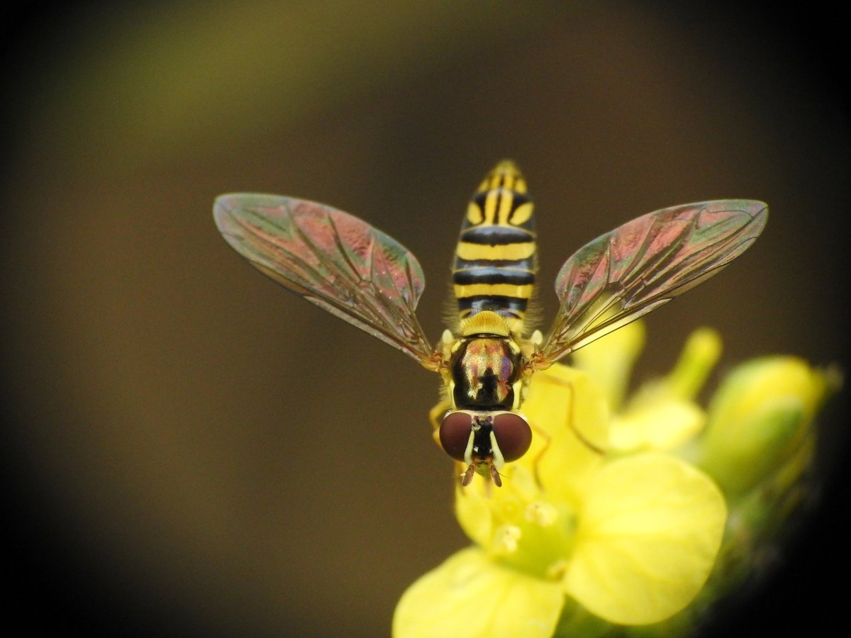 Female hover fly facing the camera over a yellow flower, wings spread, her two dark red eyes separated by a black stripe running up the middle of a yellow face