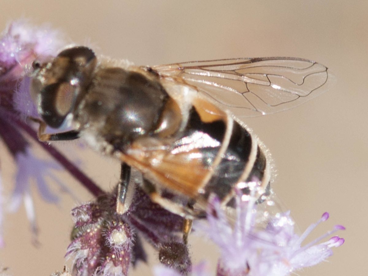 A stocky dark fly on a pale purple flower, seen from the side, with a hairy thorax, an abdomen with an orange-tan patch on the side and thin pale rims on the segments, and clear veined wings