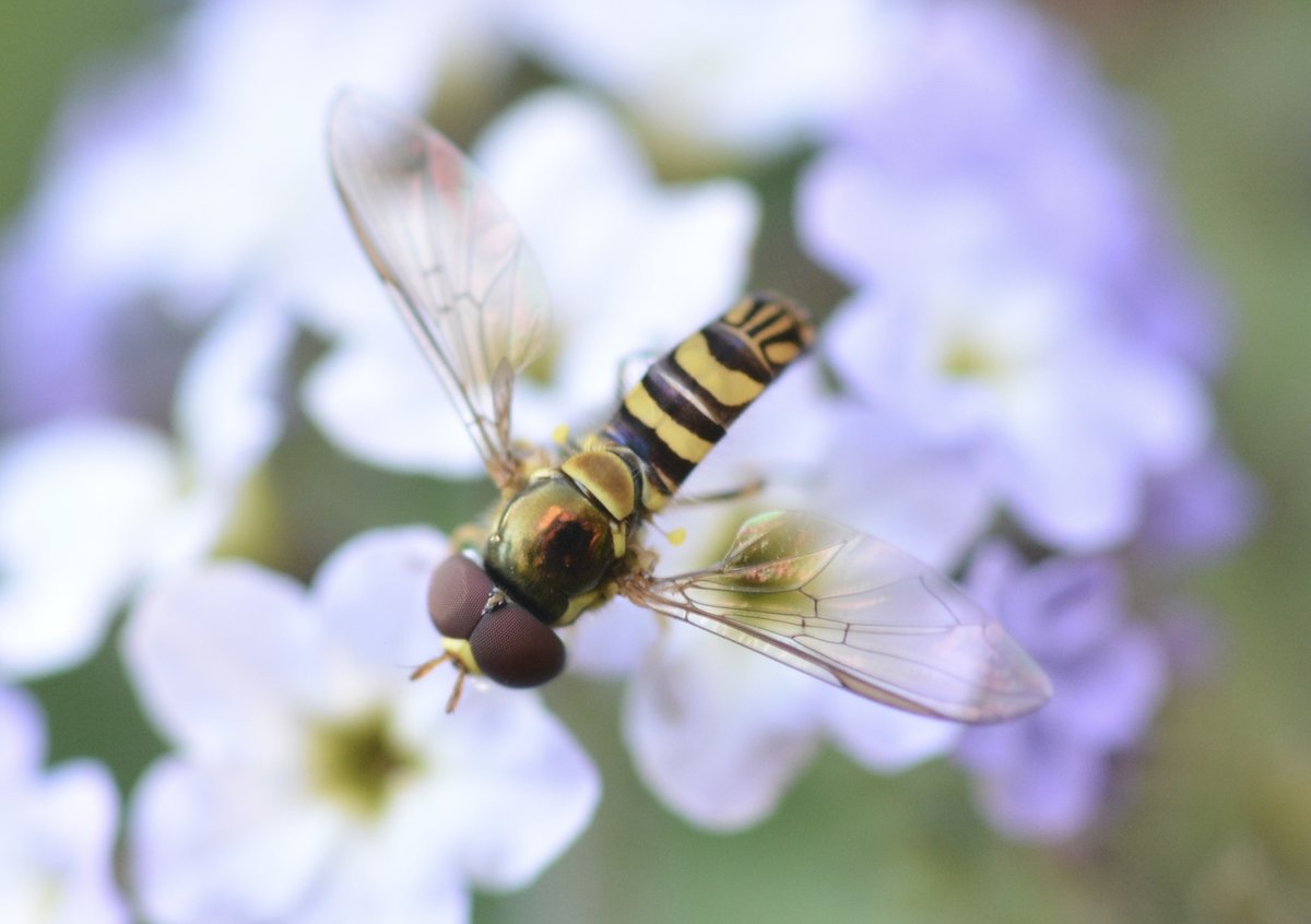 Male hover fly seen from above on a pale lavender flower, its two large dark red eyes meeting along the top of the head, a bronze-green thorax and a black abdomen banded in yellow