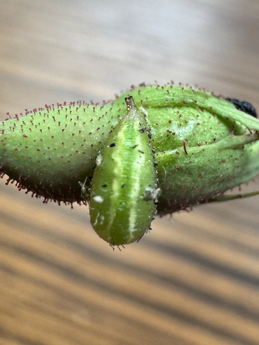 A green teardrop-shaped puparium attached to a hairy green flower bud