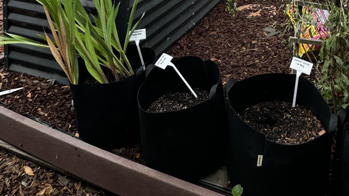 Three black fabric grow bags standing on bark mulch beside a corrugated metal raised bed, each with a handwritten plastic label. The left bag is already growing a gladiolus with long strap-shaped leaves, and the other two are freshly filled with dark container mix flecked with white perlite.