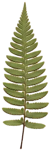 A pressed sword fern frond