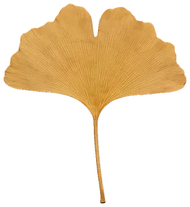 A pressed golden ginkgo leaf