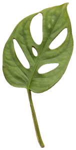 A pressed juvenile monstera leaf