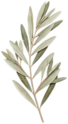A pressed olive sprig
