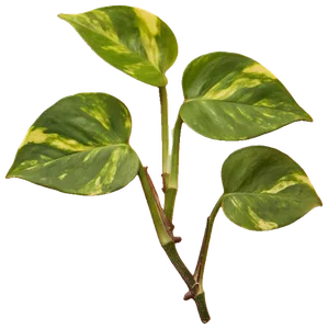 A pressed golden pothos cutting