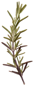A pressed sprig of rosemary