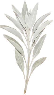 A pressed sprig of white sage