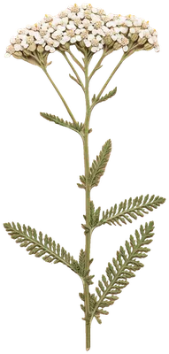 A pressed stem of white yarrow