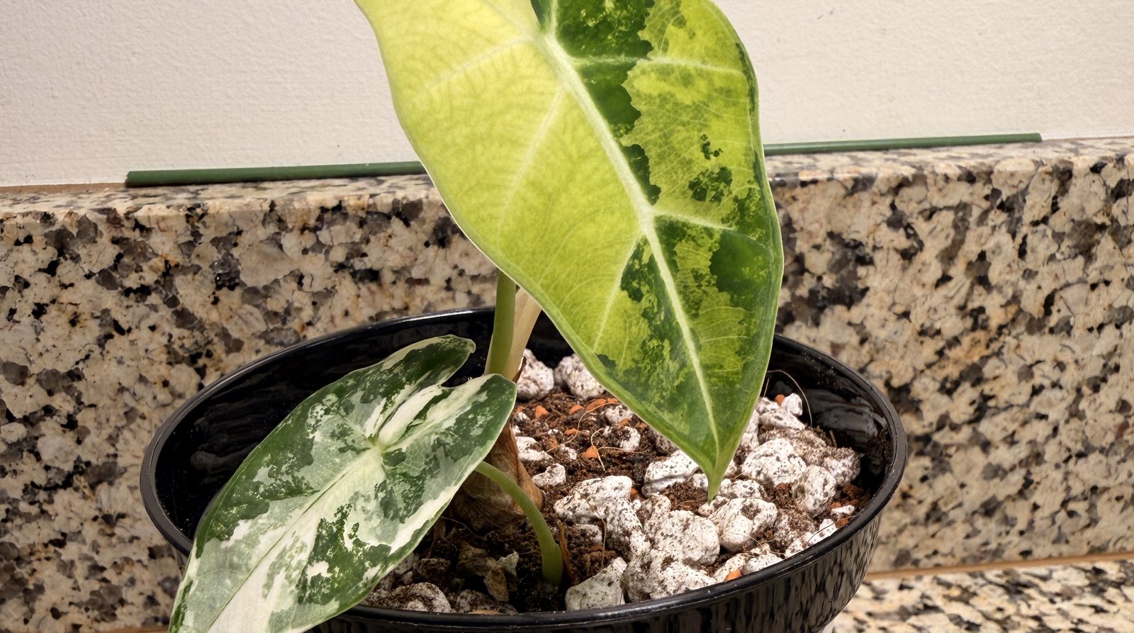 A young variegated Alocasia 'Frydek Variegata' in a black nursery pot, the mix around its stem showing white perlite and pumice, dark coir, and small rust-colored bits of calcined clay