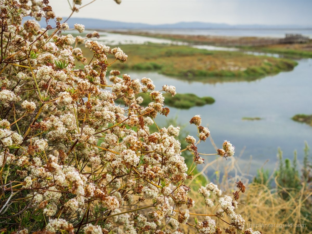 California Buckwheat (Eriogonum fasciculatum) in mid-summer bloom, button-flower clusters above wiry gray-green foliage