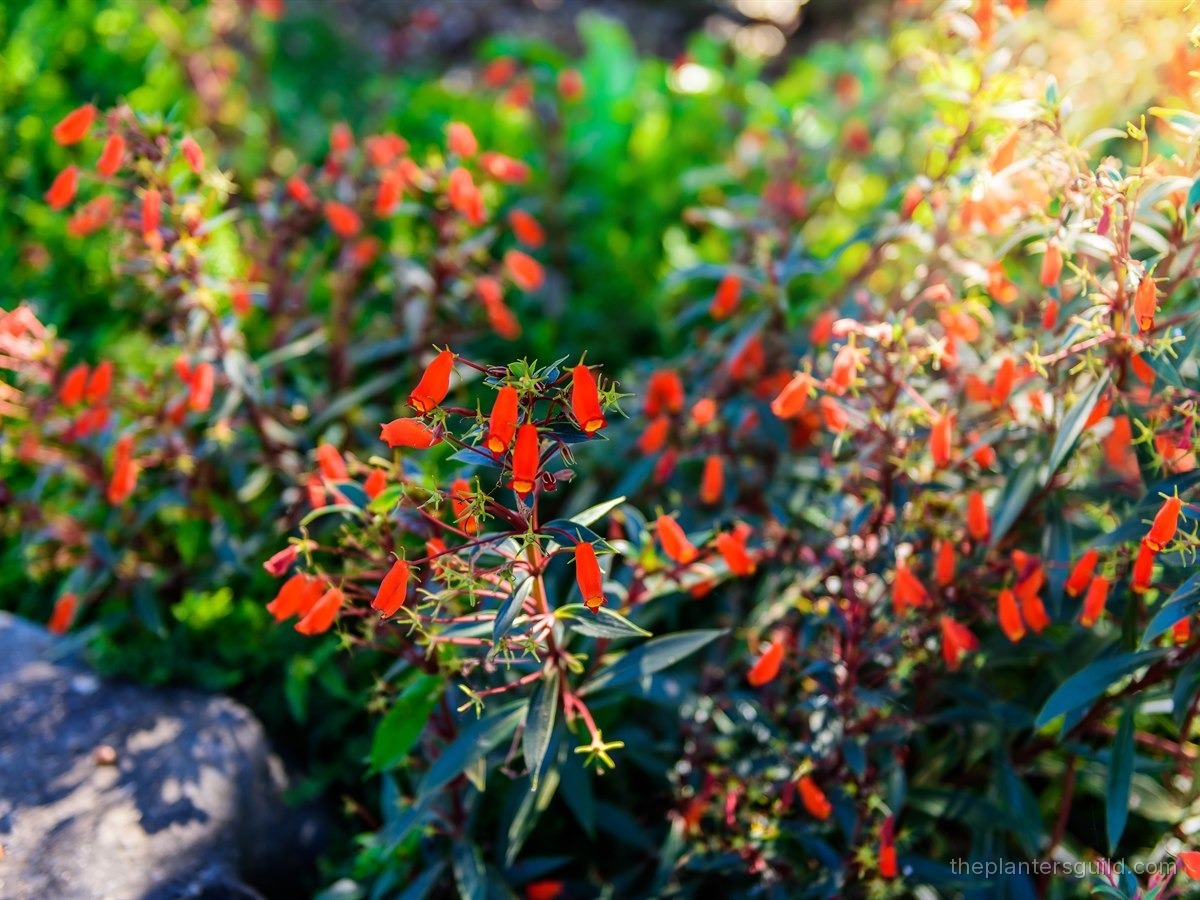 California Fuchsia (Epilobium canum) in full late-summer bloom, dense patch of scarlet-orange tubular flowers on slender stems in warm golden light