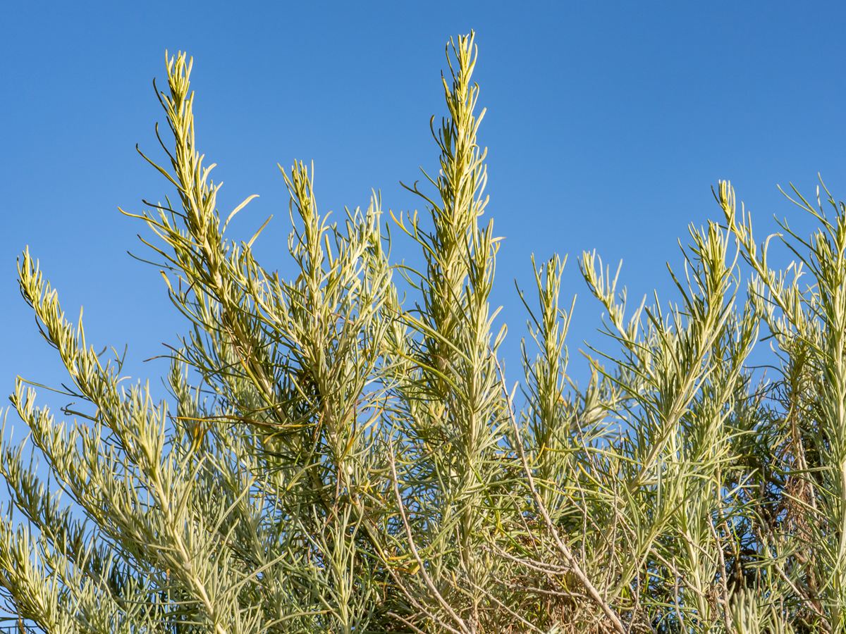 The canopy of a California sagebrush (Artemisia californica) seen from below against a clear blue sky, slender stems crowded with fine thread-like grey-green leaves