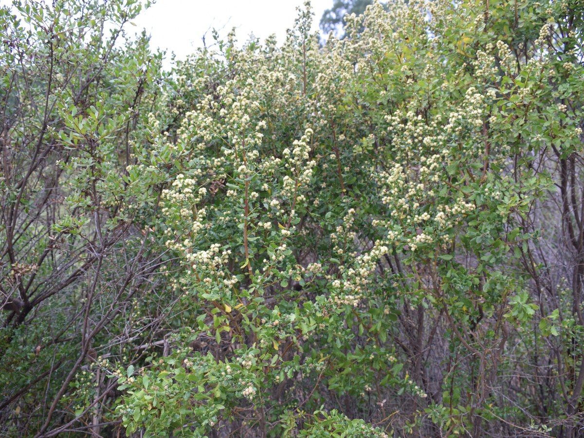 A coyote brush shrub in full autumn flower, its branches densely covered in small creamy flower clusters, growing among bare-twigged neighboring shrubs on an open hillside.