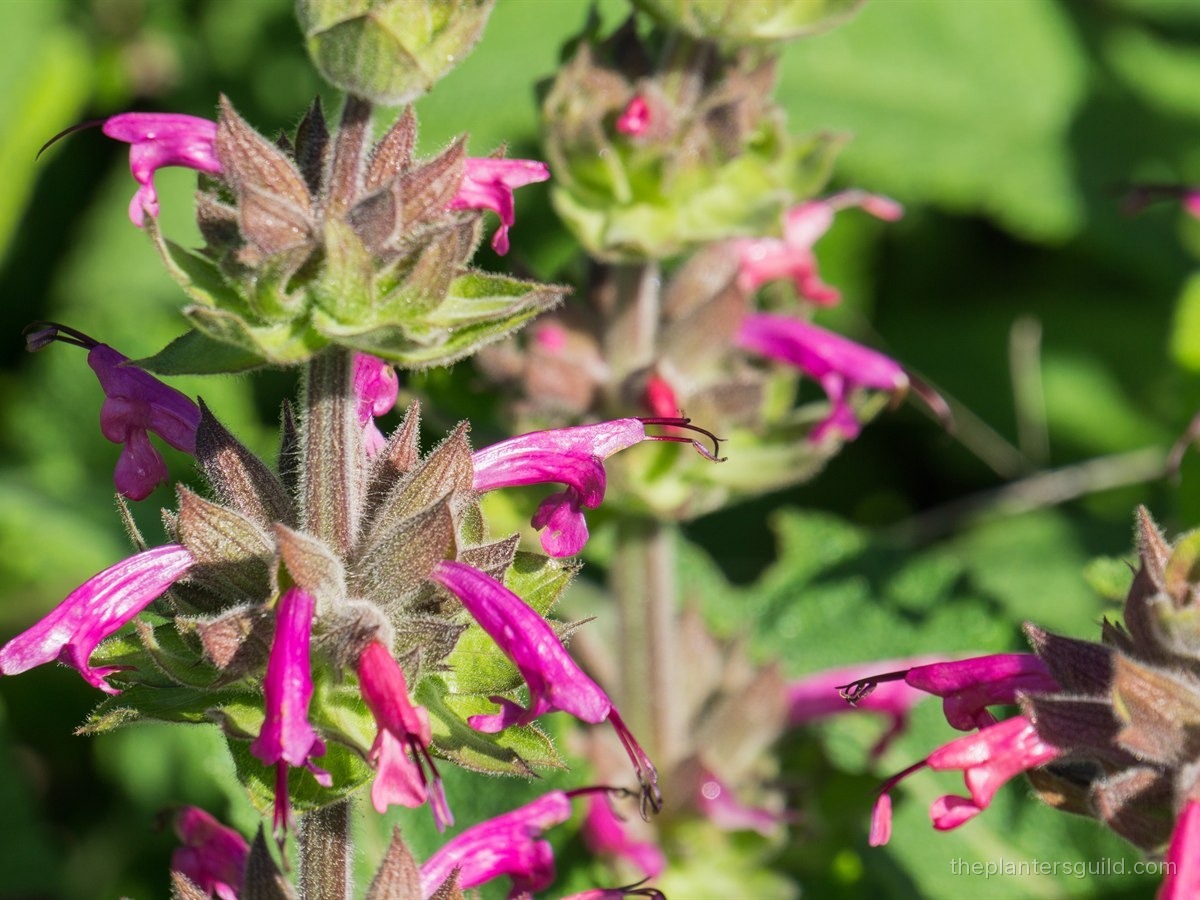 Hummingbird Sage (Salvia spathacea) in bloom, magenta-pink tubular flowers in tiered whorls above fuzzy gray-green leaves in oak woodland understory
