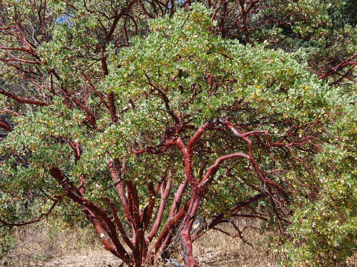 Manzanita (Arctostaphylos) showing iconic smooth mahogany-red trunk and sinuous branching architecture with small evergreen leaves