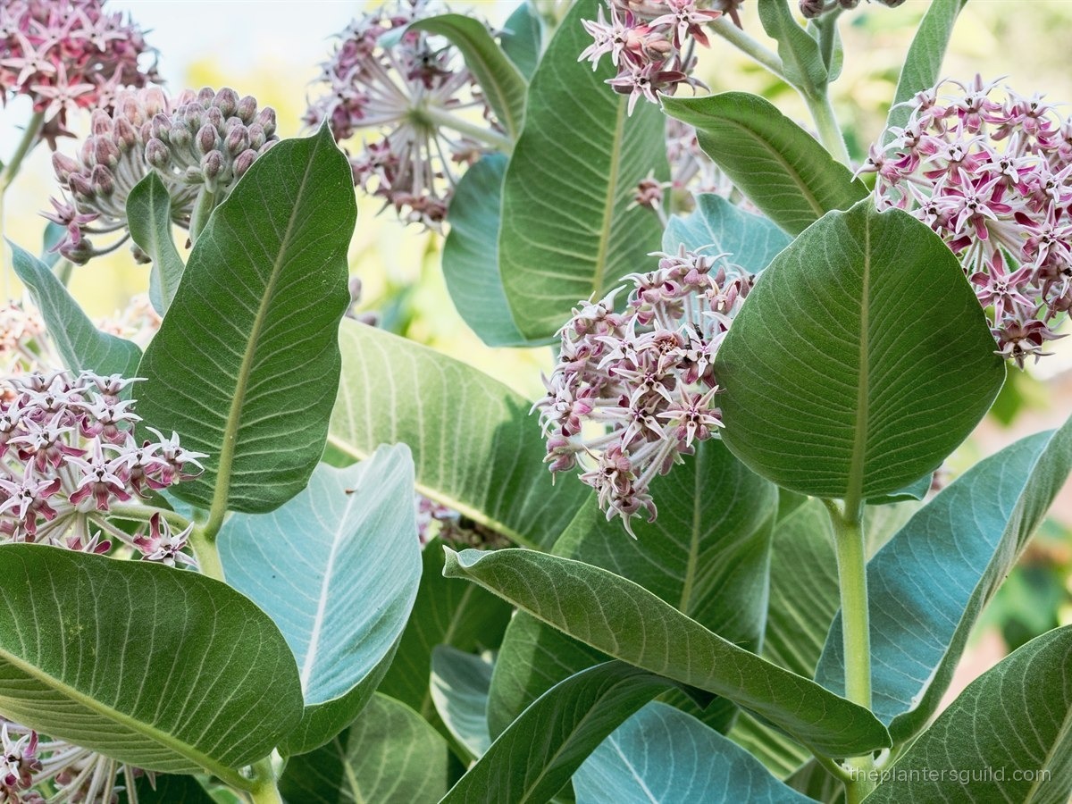 Showy milkweed (Asclepias speciosa) in full bloom, multiple pink-mauve ball-shaped umbels of small star-shaped flowers above broad blue-green velvety leaves