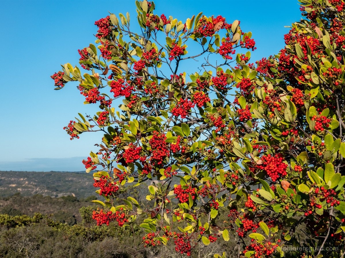 Toyon (Heteromeles arbutifolia) shrub heavy with bright red berry clusters on a California chaparral hillside, blue sky behind