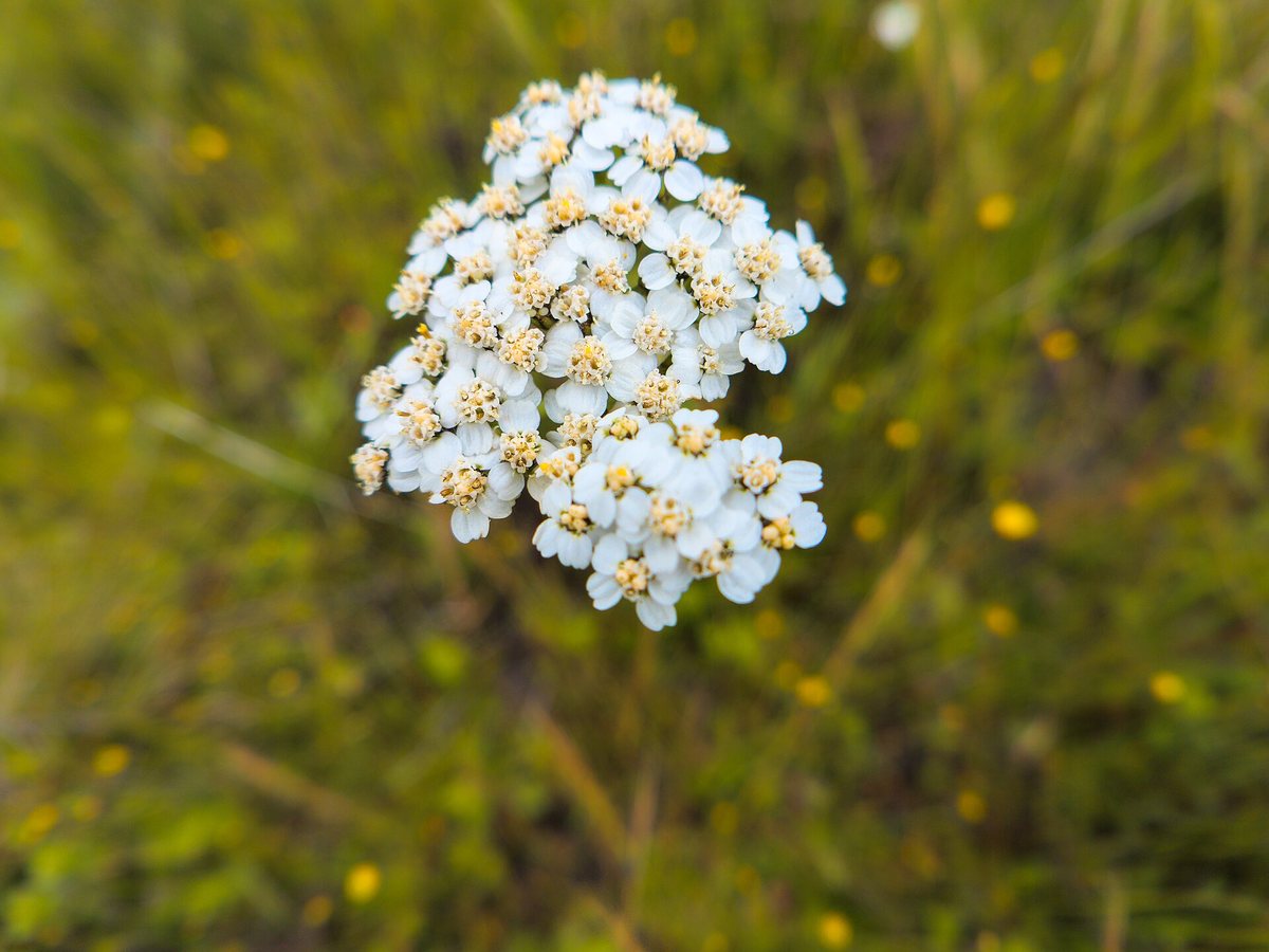 A loose stand of yarrow in flower among dry grasses, two clumps of finely divided deep green foliage topped with flat clusters of small white flower heads, with pale lilac wild radish flowers scattered through the grass around them.