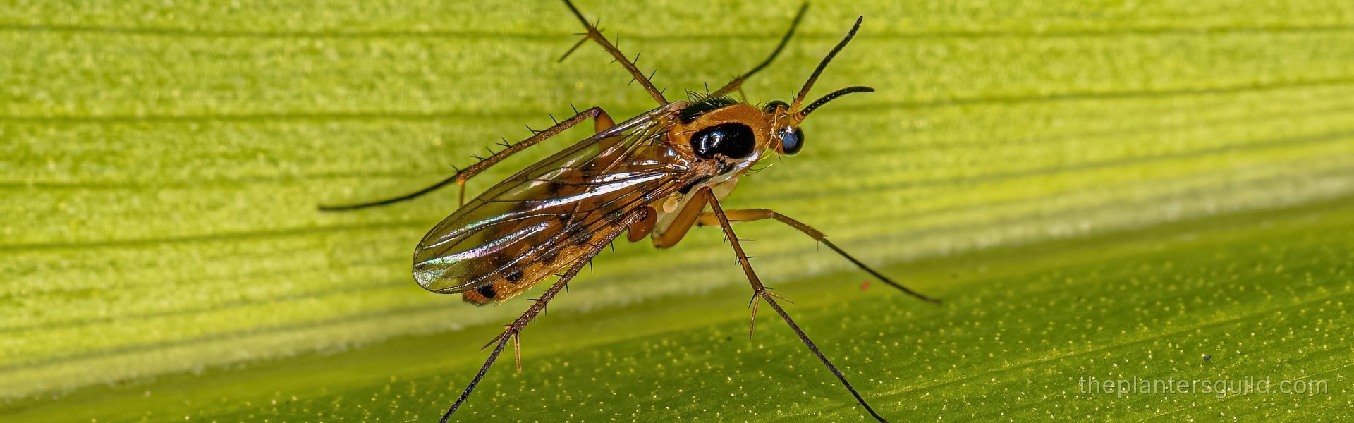Field Manual Fungus Gnats dossier