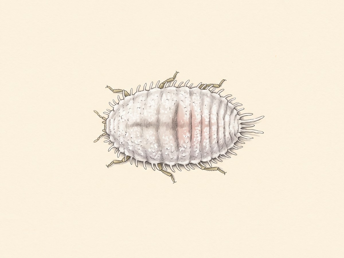 Naturalistic scientific specimen illustration of an adult mealybug, dorsal top-down view on warm cream paper, the oval body under a bloom of white wax with short filaments fringing the margin