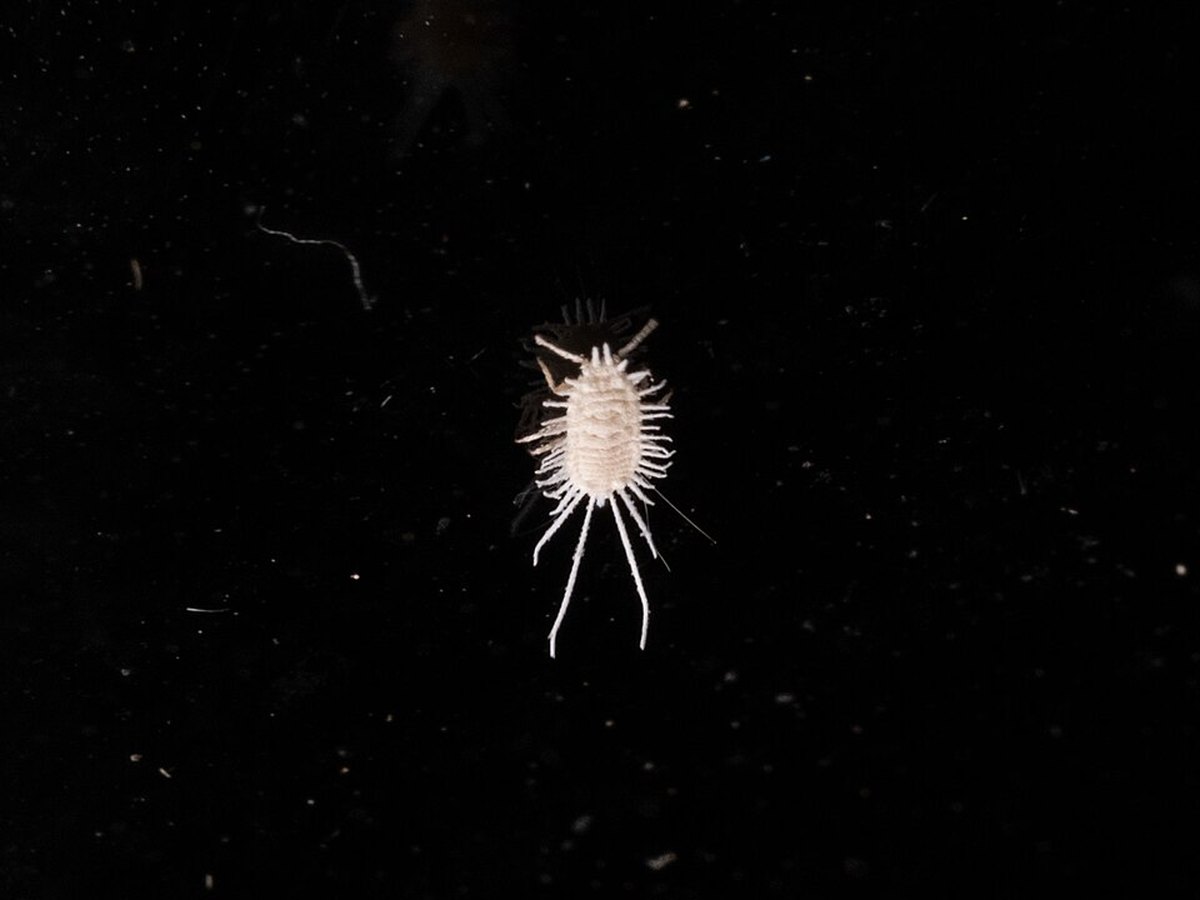A longtailed mealybug photographed against a black background, its white oval body surrounded by long, radiating wax filaments including two that extend well past the rear of the body