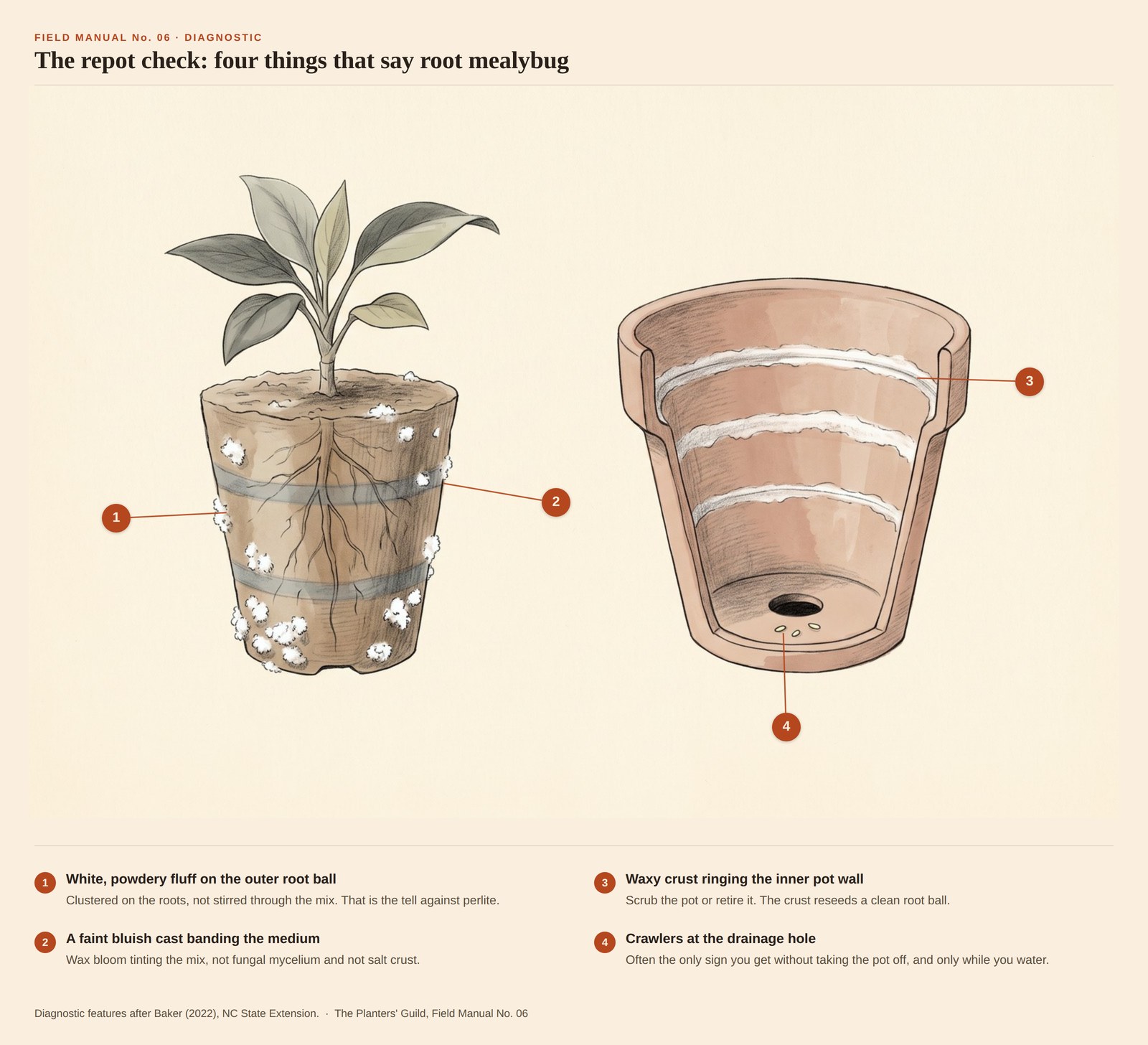 Naturalistic illustrated diagram: on the left a plant lifted whole out of its pot, white powdery wax clustered over the outer root ball and two faint bluish bands tinting the medium; on the right the empty terracotta pot in cutaway, chalky white crust ringing the inner wall and pale specks at the drainage hole. Four numbered pins mark the signs.