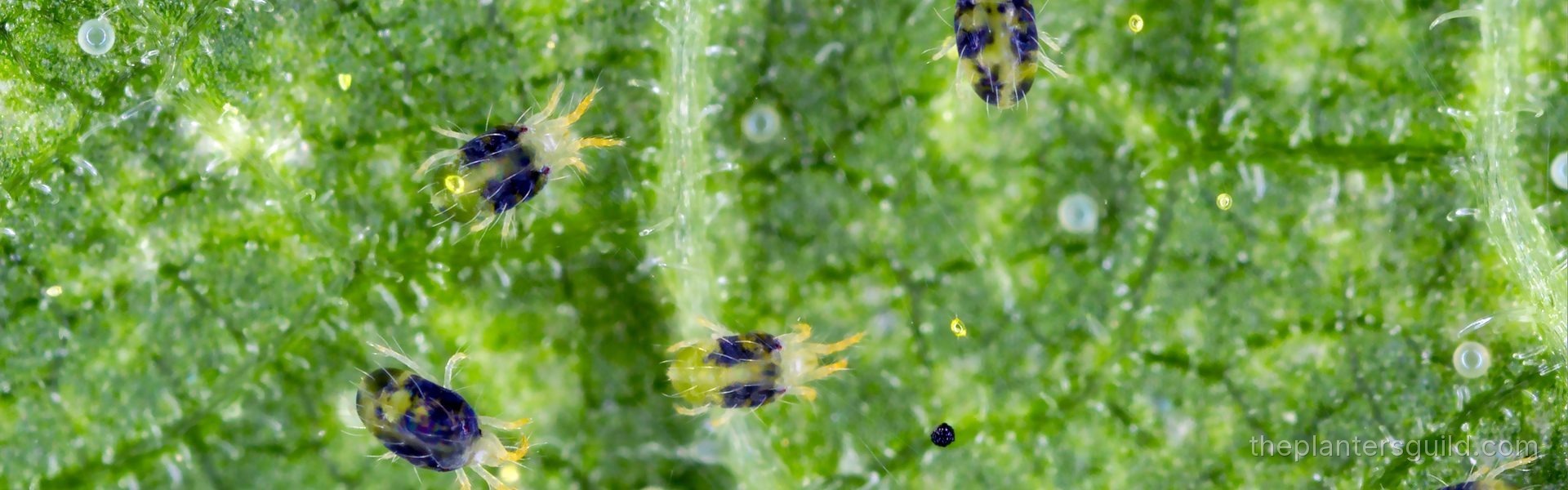 A macro panel of two-spotted spider mite specimens on a leaf underside, showing the translucent yellow-green bodies, dark gut spots, and fine drag silk webbing that signals an established colony