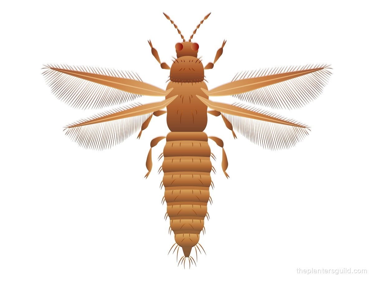 Top-down botanical illustration of an adult thrips showing its slender brown body, segmented abdomen, and characteristic fringed wings