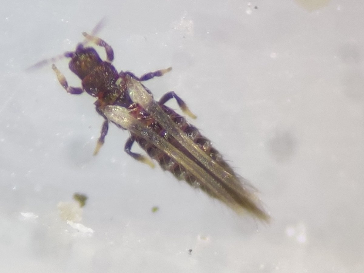 Photograph of an adult Echinothrips americanus on a white surface: a slender, dark brown to purplish-black thrips with pale-tipped legs and pale patches at the base of its folded wings