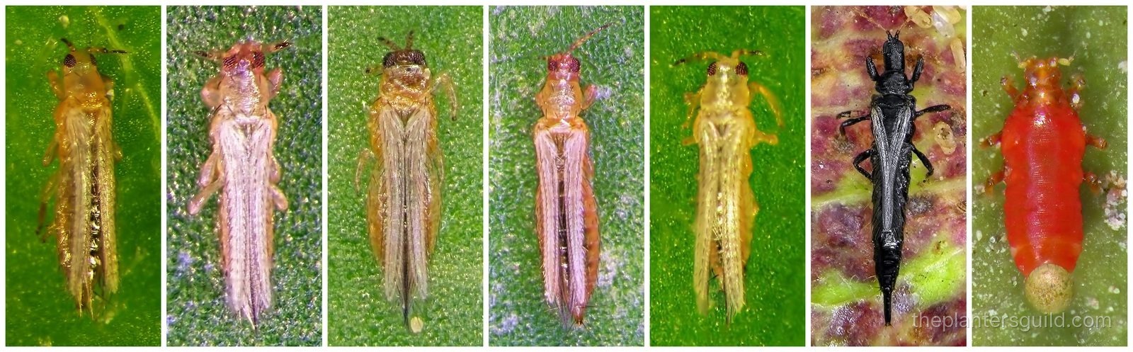 Thrips field manual hero