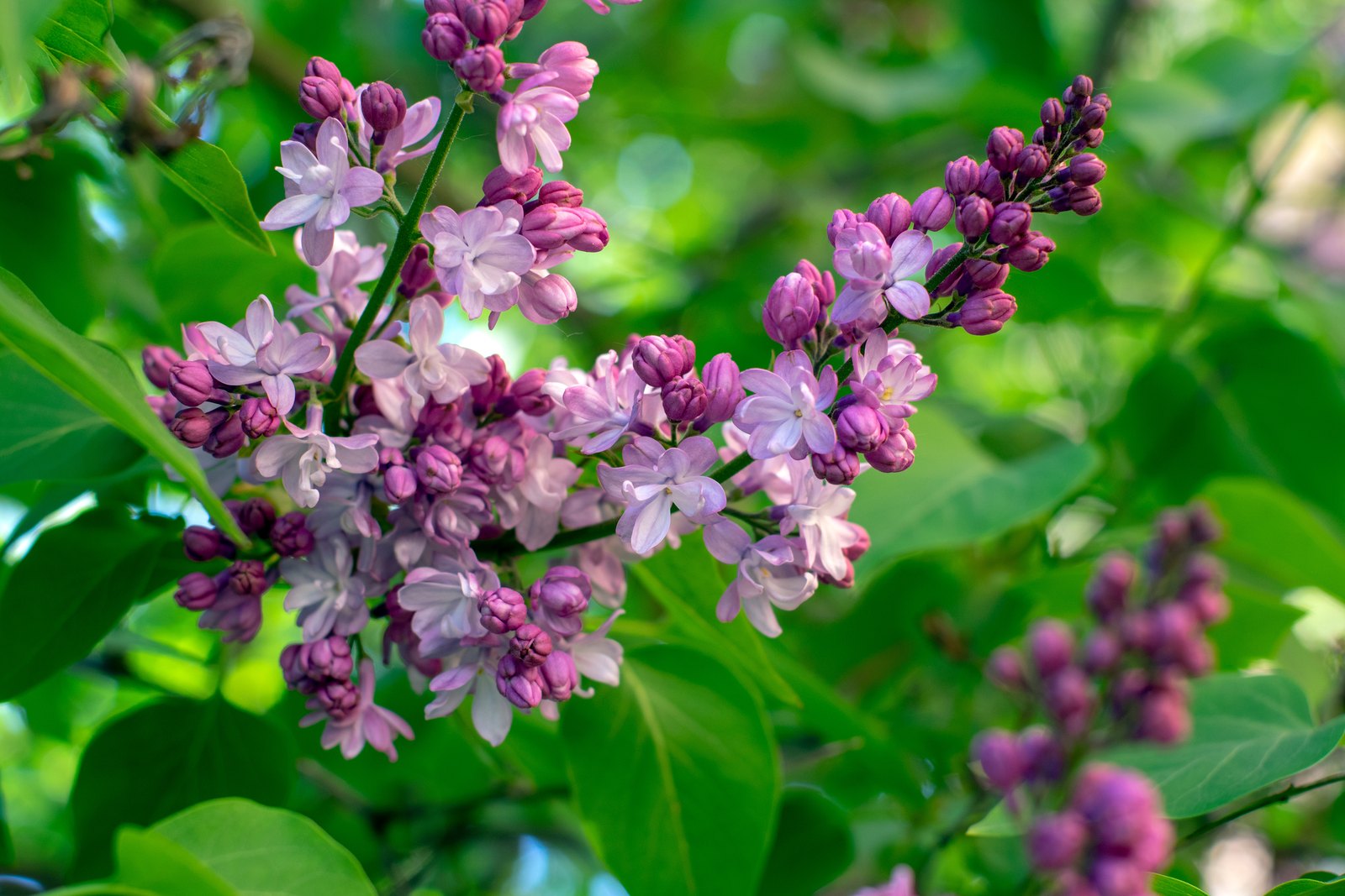 A branched truss of common lilac (Syringa vulgaris) in a spring garden