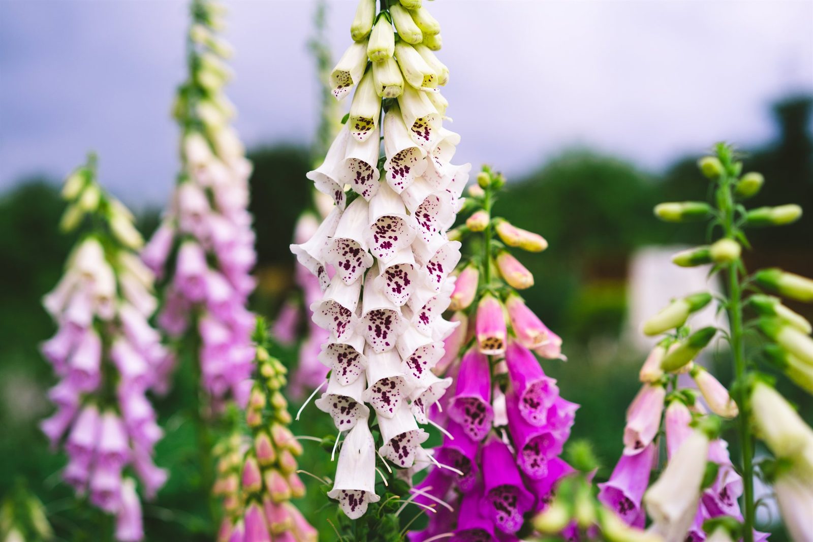 A tall spire of common foxglove (Digitalis purpurea) in a summer garden