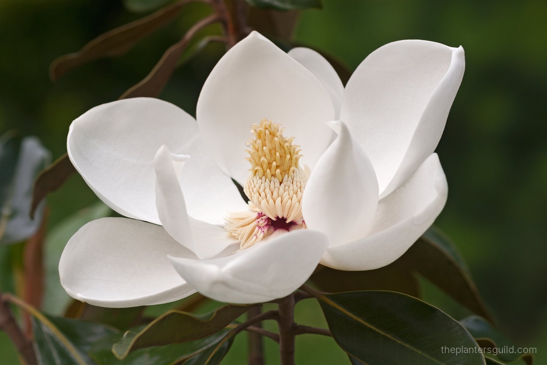 A single large white southern magnolia flower in full bloom