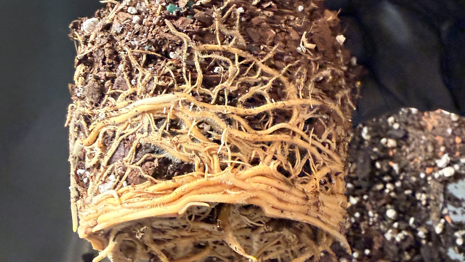 A root ball lifted out of its pot, wrapped in pale tan roots that had circled the pot wall, beside a heap of fresh potting mix