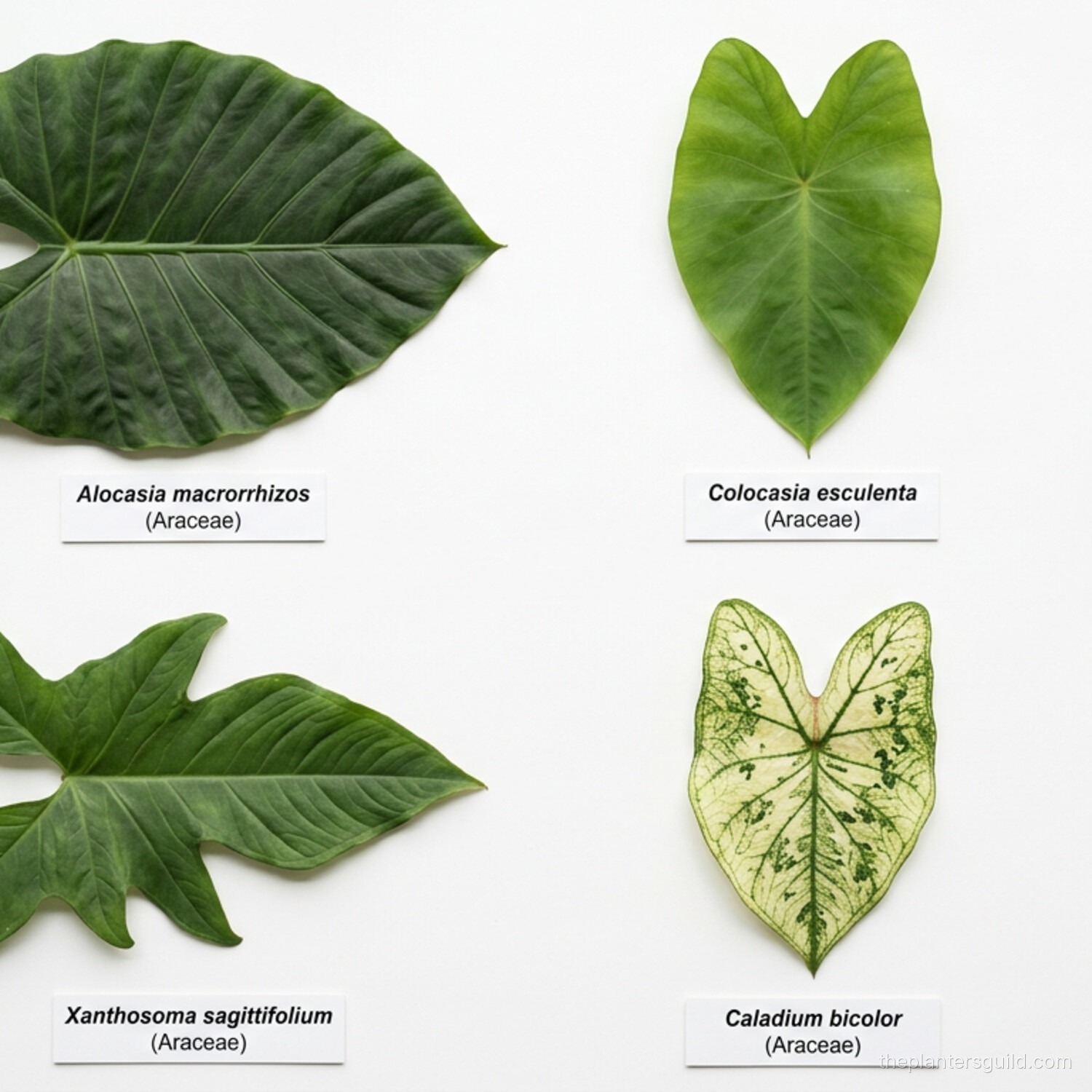 Four-way side-by-side specimen comparison of Alocasia, Colocasia, Xanthosoma, and Caladium leaves with scientific labels