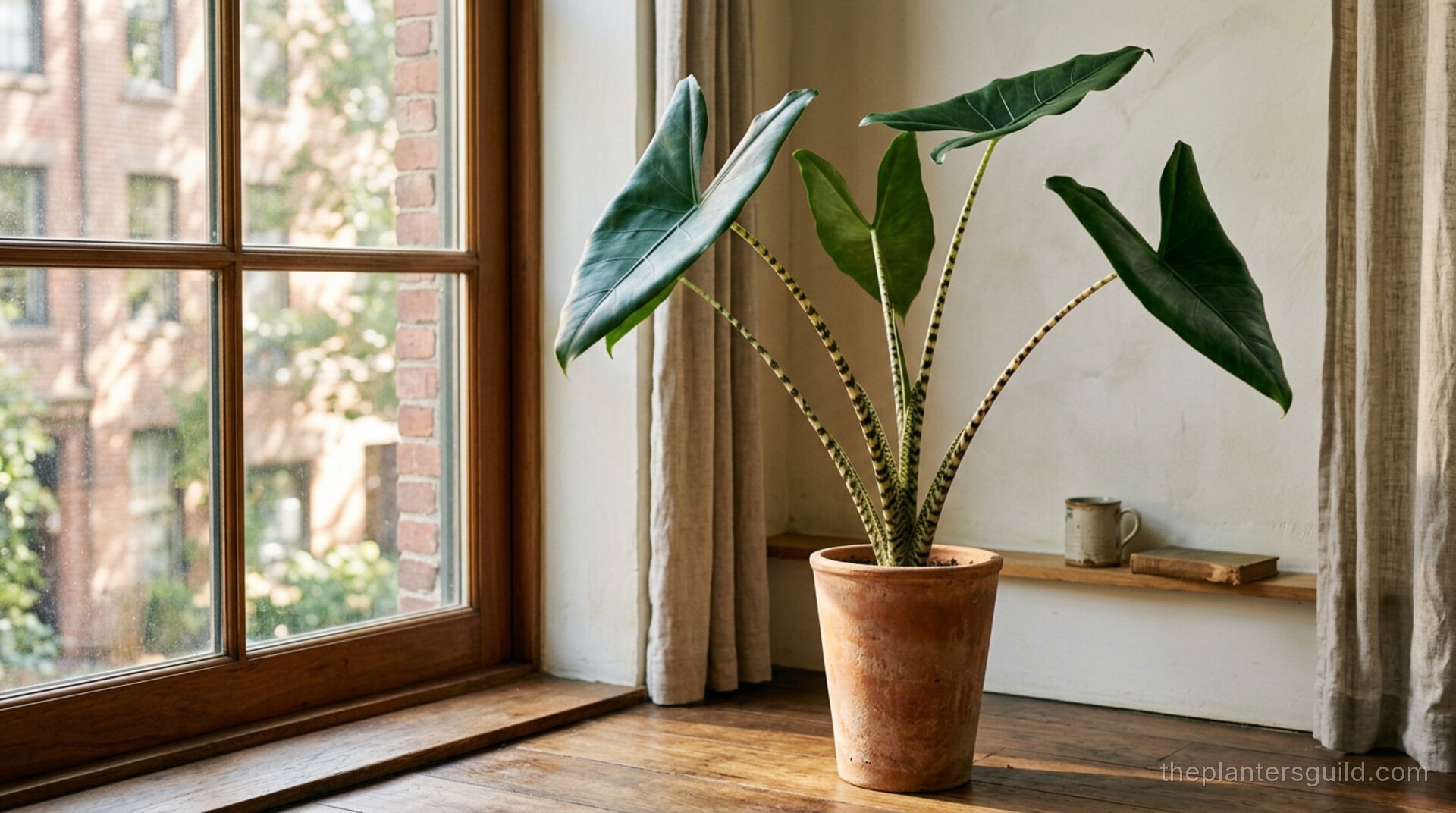Alocasia zebrina with dramatically zebra-striped petioles beside a sunlit window